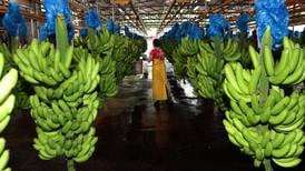 Bananeros latinoamericanos denuncian baja de precios en supermercados alemanes