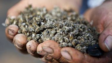 Tecnología facilita espiar a las abejas en colmenas