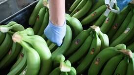 Costa Rica teme reacción en cadena para bajar precio del banano entre minoristas europeos