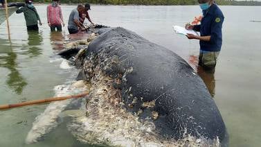 
Hallan muerto un  cachalote en Indonesia con 6 kilogramos de plástico en el estómago