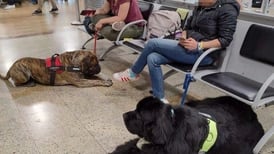 25 perros viajaron en cabina de avión durante un vuelo de Brasil a Colombia 