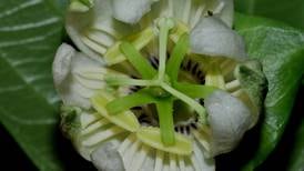 Una nueva especie de ‘flor de  pasión’ se asoma en Osa 