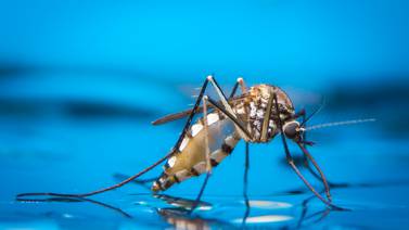 Dengue irrumpe en Guanacaste con nuevos brotes