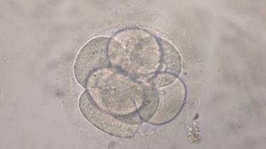 Reino Unido otorga licencia para manipular embriones humanos con fines científicos