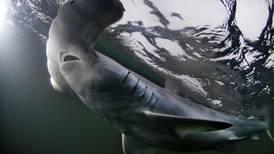 Tiburones y rayas toman la palabra para buscar protección