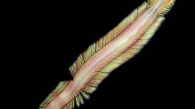 Nuevo ‘gusano de mar’ es descubierto en las profundidades del Pacífico de Costa Rica