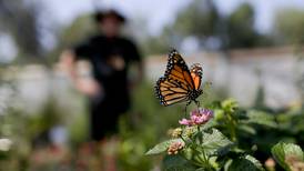 Mariposas monarca sacan provecho de la sequía en California