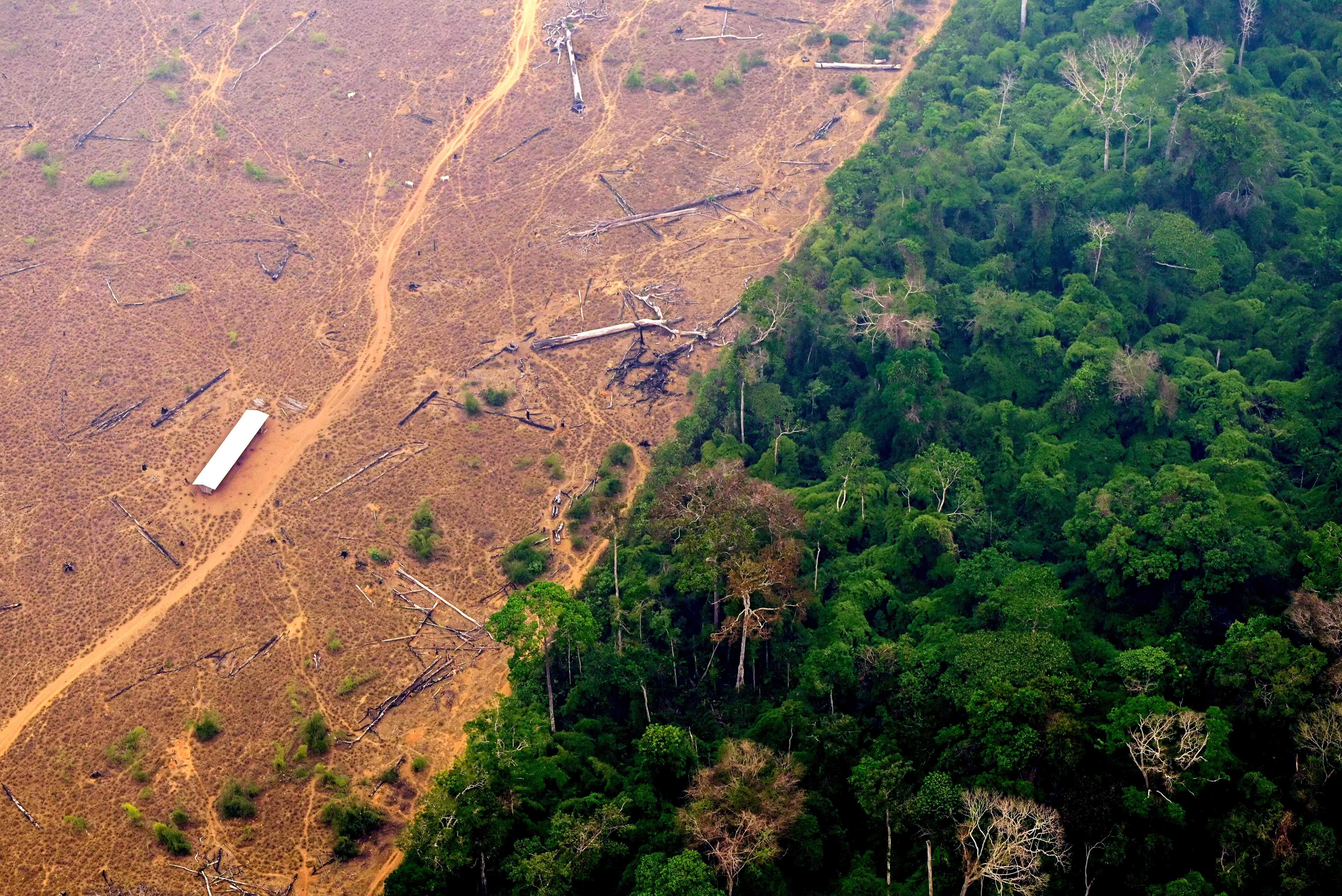 En la mira de muchas acciones se hallan los productos procedentes de la selva amazónica, donde la deforestación, en la parte brasileña, tuvo un avance de 60% durante el mandato del presidente ultraderechista Jair Bolsonaro. Fotografía: