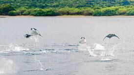 Especies marinas se congregan en Costa Rica