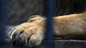 Animales sienten y merecen vida digna, dice sentencia de Sala I en fallo sobre león Kivú