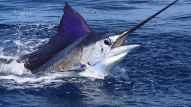 Pesca comercial y deportiva chocan por plan para declarar al pez vela símbolo nacional