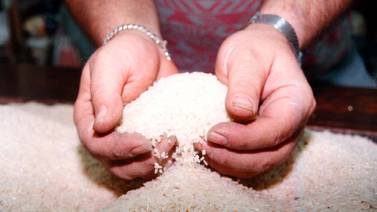 Gobierno promueve el cultivo de arroz sin pesticidas