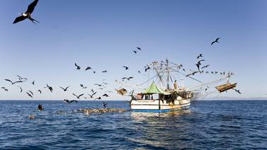 Tribunal anula medida cautelar otorgada a MarViva contra pesca de arrastre