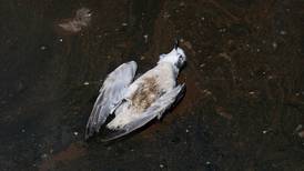 Aves marinas mueren de hambre y por intoxicación tras derrame de petróleo en Perú