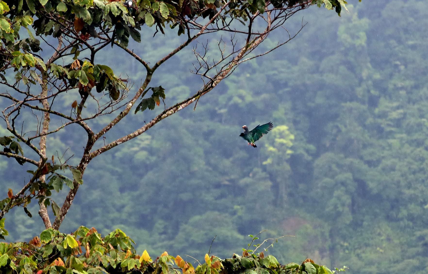 Detalle de la naturaleza en la Laguna de Hule en el Refugio Nacional de Vida Silvestre “Bosque Alegre”, en Los Ángeles Sur de Río Cuarto en Alajuela. Fotografía: 