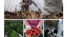  Costa Rica perdió un 9% de fincas agropecuarias en las últimas tres décadas