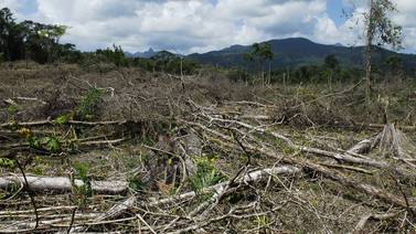 Narcotráfico deforesta los bosques de Centroamérica