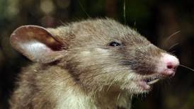 Descubren nueva especie de roedor en una zona remota de Indonesia