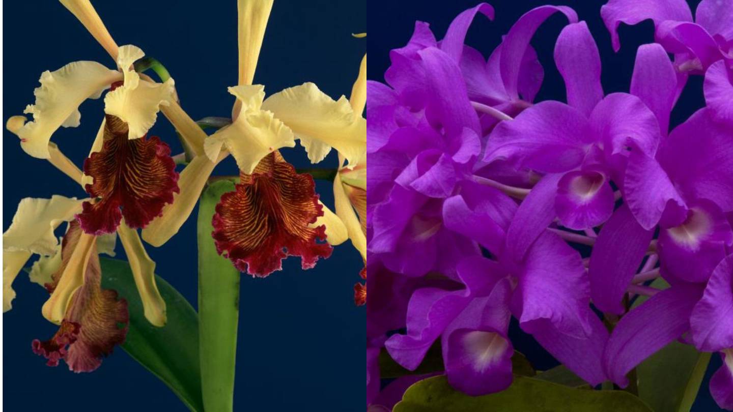 Lankester tiene especies de orquídeas como 'Cattleya Dowiana' (izq) y Guarianthe Skinneri (der) (Foto: Jardín Botánico Lankester)