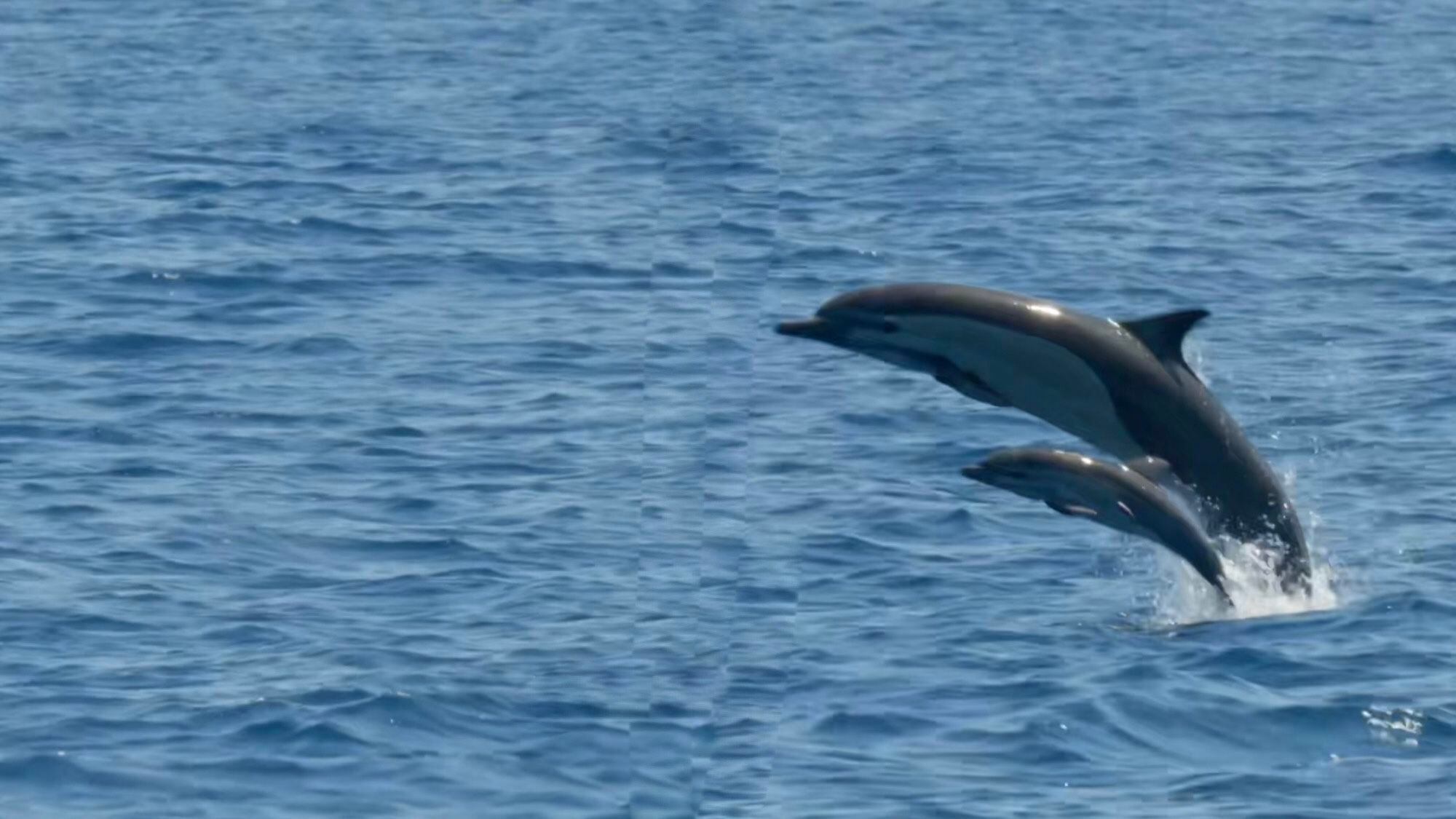 National Geographic compartió un video de un delfín y su cría en aguas de Costa Rica. 
