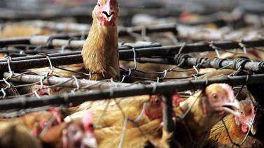 Rebrotes de gripe aviar encienden  alertas