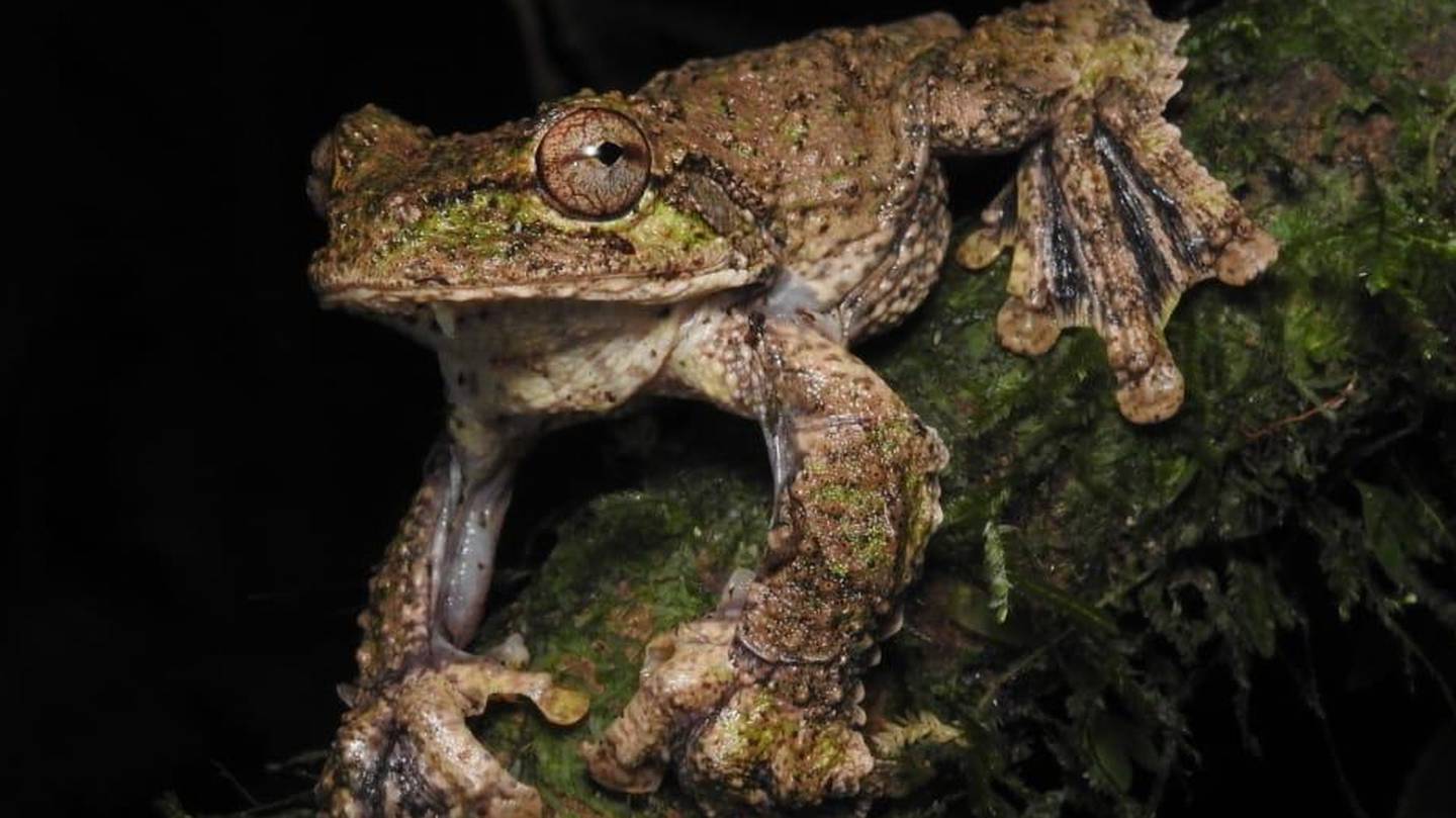 Un equipo de investigadores que realizó un estudio en el bosque húmedo del Caribe costarricense sobre la rana voladora (Ecnomiohyla sukia), descubrió que la hembra de esta especie tiene la capacidad de cantar para llamar a los machos con fines reproductivos