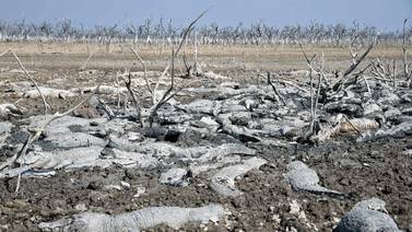 Sequía deja un cementerio de caimanes en Paraguay