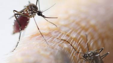 Dos vacunas contra el zika eficaces en animales generan optimismo