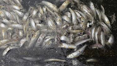 Científicos explican varamiento de sardinas  como un fenómeno natural
