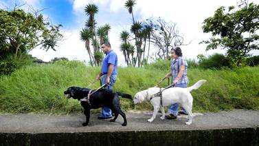 'Perros guías no son mascotas', advierte Defensoría para evitar que la gente los distraiga