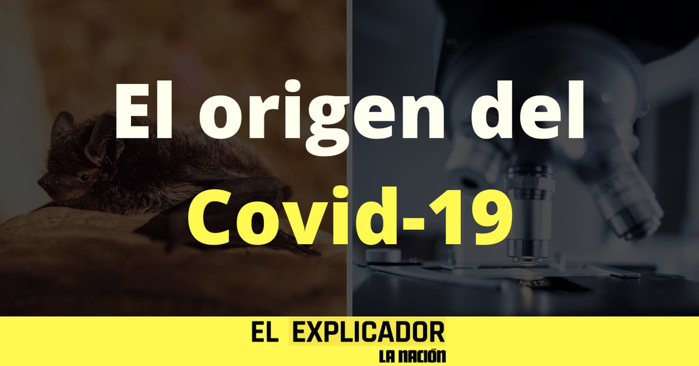 El Explicador - Origen del covid-19 - Origen del nuevo coronavirus - coronavirus laboratorio