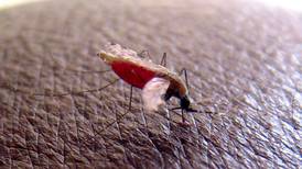 Resistencia a insecticidas complica lucha contra la malaria