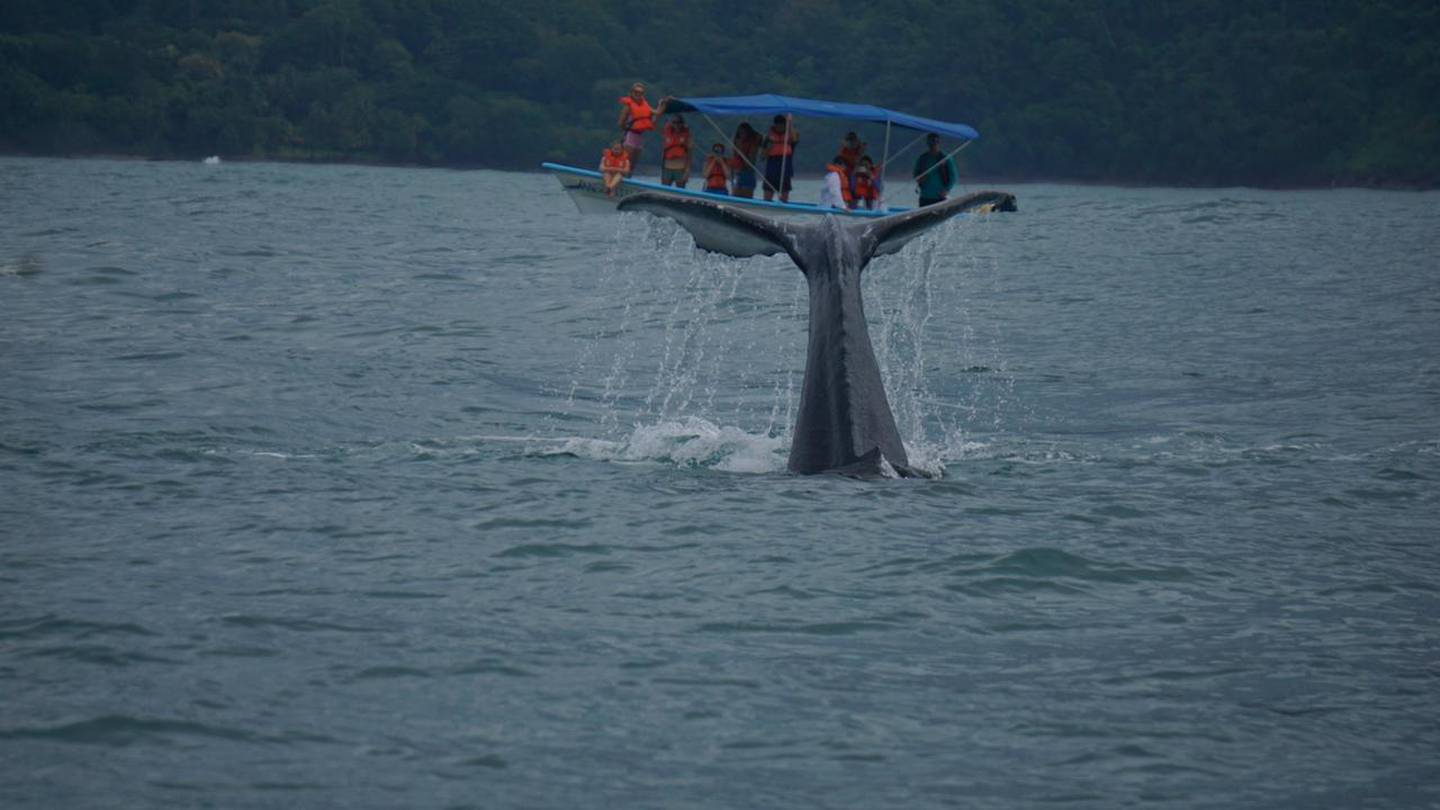 El ICT, la municipalidad de Osa y empresarios de la zona sur lanzaron una guía turística del cantón donde el principal atractivo es el avistamiento de ballenas.