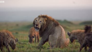 Atacado por 20 hienas que lo quieren devorar: el drama del león ‘Red’ queda captado en video