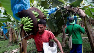 Costa Rica en alerta ante amenaza de catastrófico hongo que diezma la producción  de banano