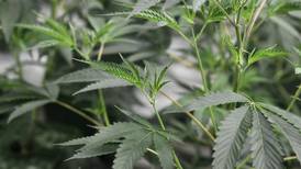 Diputados en Francia recomiendan legalizar el cannabis para ‘recuperar control’ sobre los narcos