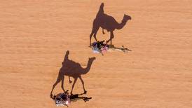 Francotiradores matarán a 10.000 camellos salvajes en Australia por la sequía