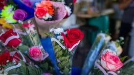 Floricultores sobreviven entre la expectativa por San Valentín y la baja en las exportaciones