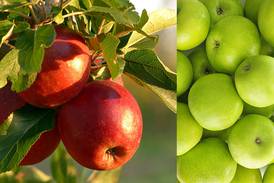 La manzana es una aliada en la prevención de infartos y la reducción del colesterol