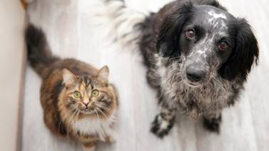 Consejos para el cuidado de sus mascotas en fin y principio de año