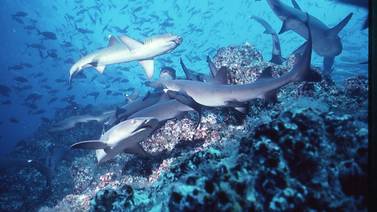 Poblaciones de animales marinos se redujeron a la mitad en 40 años
