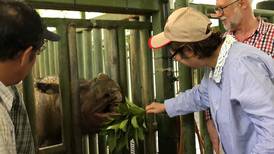 Muere último rinoceronte de Sumatra de Malasia; especie quedó extinta en el país