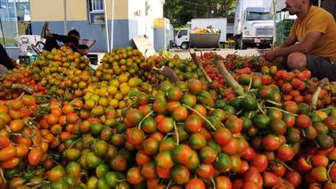 El pejibaye, un fruto con alto potencial industrial que se desaprovecha en Costa Rica
