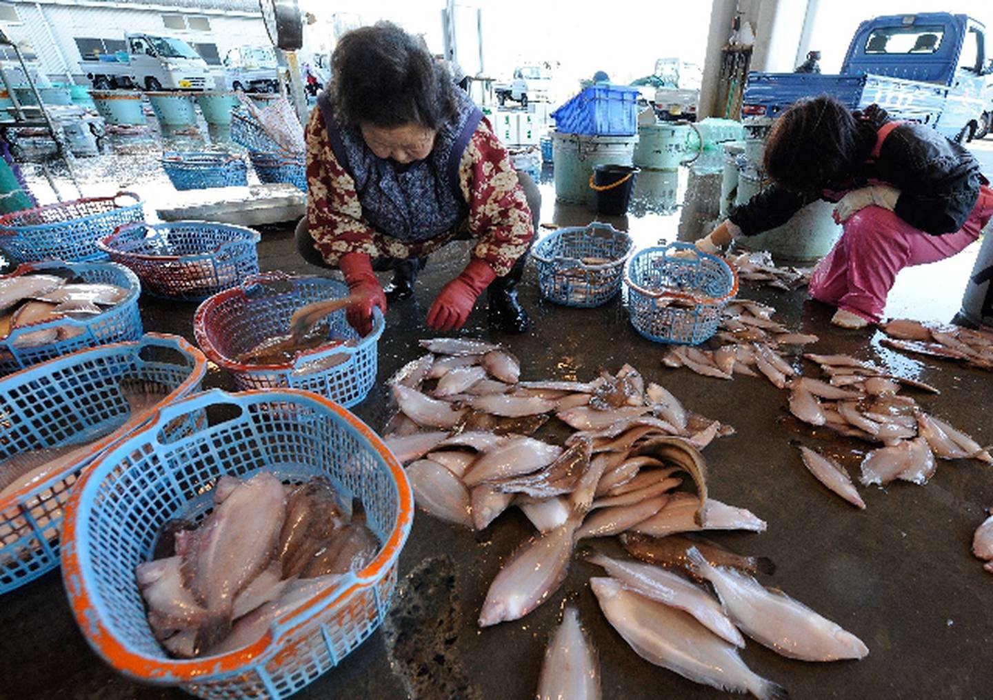 Помогите гоби и южную добыть рыбу. Рыболовство в Японии. Улов рыбы в Японии. Сельское хозяйство Японии рыболовство. Япония рыбный промысел.