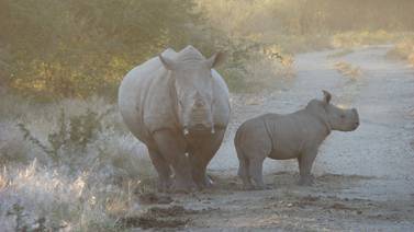 En dos semanas, cazadores furtivos matan 33 rinocerontes en Sudáfrica