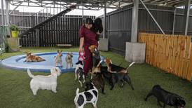 Firulais va a la guardería y viaja en buseta: dueños de perros optan por singular servicio de cuido