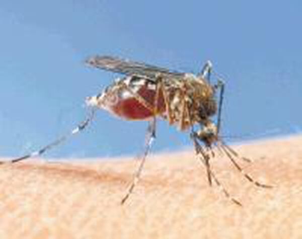 El mosquito Aedes aegypti es el transmisor del dengue, zika, chinkungunya y fiebre amarilla.
