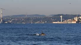 Delfines se adueñan del Bósforo mientras el coronavirus silencia la ciudad turca de Estambul