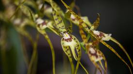 Jardín Botánico Lankester conservará ADN de orquídeas