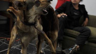   Habacuc genera  polémica por obra con perro